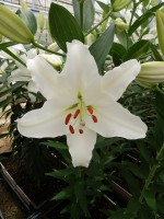 [5296 Gandhara No02.JPG]